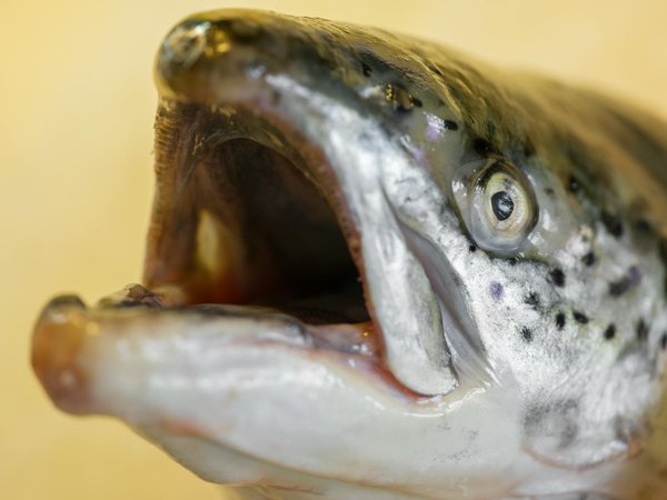 Machines à Sous Totalement Libres