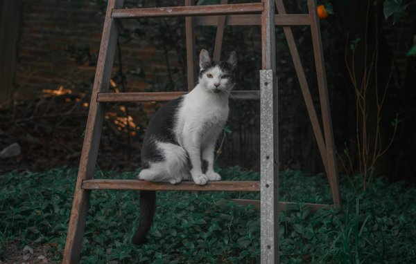 Slots Online Aucun Dépôt