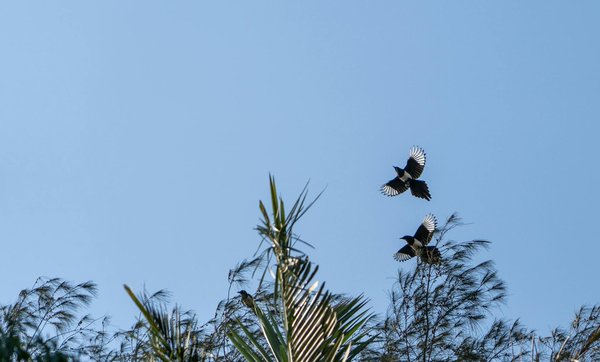 Red Dice Casino No Deposit Bonus