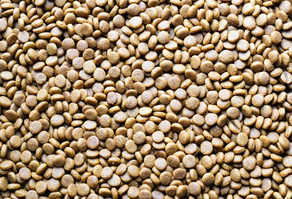 Palm Casino 50 Free Spins