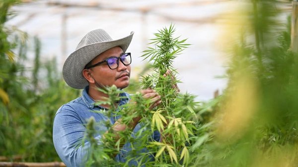 Quelques informations précieuses à connaître sur le THCP